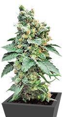 Sage 'n' Sour fem (TH Seeds)