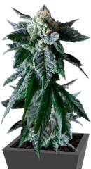 Sweet Mango Auto fem (GHS)