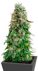 White Siberian fem (Dinafem Seeds)
