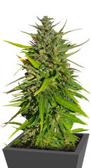 Original Moby Dick Auto fem (FastBuds)