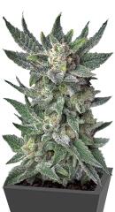 Auto Bubblegum fem (TH Seeds)