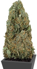 Auto AK fem (Female Seeds)