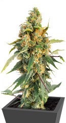 Blue Acid Auto fem (Kalashnikov Seeds) семена конопли