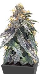 Bubba’s Gift fem (Humboldt Seeds)