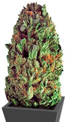 Budzilla fem (Heavyweight Seeds)