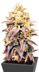 Critical Super Silver Haze fem (Delicious Seeds)