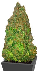 Fruit Punch Auto fem (Heavyweight Seeds)