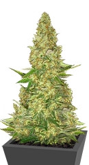 Power VIP fem (VIP seeds)