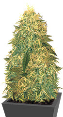 Russian Snow fem (Vision Seeds)