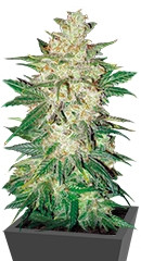 Colombian Gold Ryder Auto (Sweet Coffee Ryder) fem (World of Seeds)