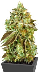 Sweet Nurse Auto CBD fem (Sweet Seeds)