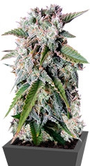 Tangie Auto (Tangie'matic auto) fem (FastBuds)