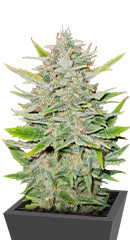 Sweet ZZ Automatic fem (RQS)