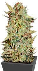 Bubble Gum fem (Serious Seeds)