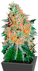 CBD JAM fem (Delicious Seeds)