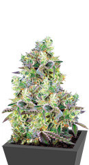 Do Sweet Dos fem (Sweet Seeds)