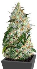 Grapefruit fem (Bulk Seed Bank)