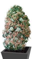 MR.Fix fem (VIP seeds)