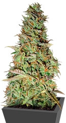 Power Plant fem (Dutch Passion)