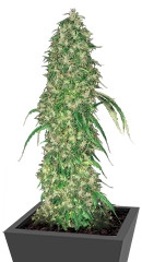 S.A.G.E. fem (TH Seeds)