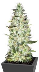 Auto Special Skunk fem (Bulk Seed Bank)