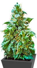 Superb OG fem (Heavyweight Seeds)