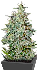 White Lemon fem (Strain Hunters)