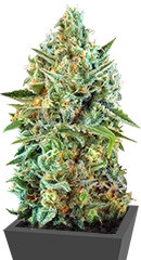 S.A.D. Sweet Afgani Delicious CBD fem (Sweet Seeds)