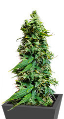 Auto Gorilla fem (00 Seeds)