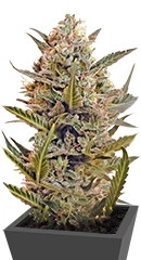 Chrystal regular (Nirvana Seeds)