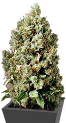 Critical Kush fem (Dinafem Seeds)