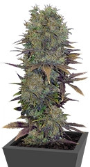 Landysh fem (VIP seeds)