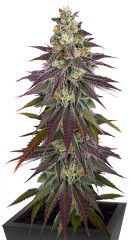 Lemon Mandarin fem (FastBuds) семена конопли