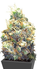 Somango XXL (Mango Skunk) fem (Nirvana Seeds)