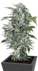 Maxi Haze auto fem (Grass-O-Matic)
