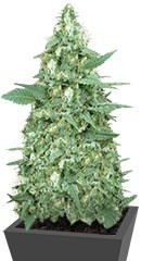 Mong-U-Mental fem (Dr. Krippling Seeds)