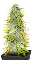 Northern Lights fem (Herbies Seeds)