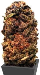 Orange Bud regular (Dutch Passion)