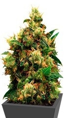 Painkiller XL fem (RQS)