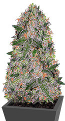 Vision Cookies fem (Vision Seeds)