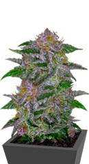 Olympia fem (Pyramid Seeds)