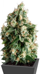 Auto Lennon fem (Pyramid Seeds)