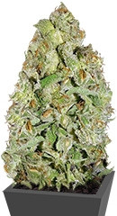 Auto Kush fem (Female Seeds)