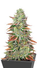 Banana Purp fem (Medical Seeds)