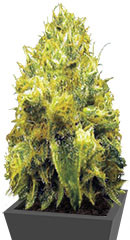 Blow Dream fem (Victory Seeds)