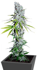 CBD Skunk Haze fem (Dutch Passion)