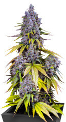 Jet Fuel Mandarine XL Auto fem (Sweet Seeds)