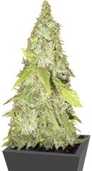 Kripple Shock fem (Dr. Krippling Seeds)