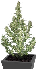 Buddha Magnum Auto fem (Buddha Seeds)