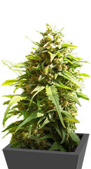 Monster Girl Scout Cookies fem (Monster Genetics)